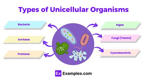 Unicellular Organisms 20 Examples Definition Types Structure And More