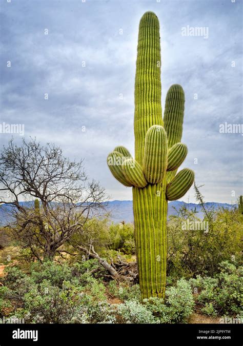 Cactustreeforest Hi Res Stock Photography And Images Alamy