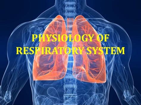 Respiratory System Physiology