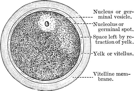 A Diagram of the Human Ovum | ClipArt ETC