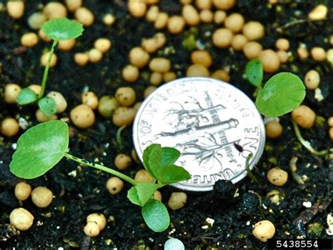 White Clover College Of Agriculture Forestry And Life Sciences