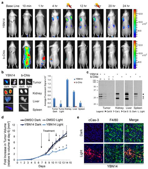 PDT In Tumor Bearing Mice A 4T1 Cells Were Injected Subcutaneously