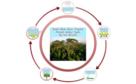 South East Asian Tropical Rainforest Water Cycle by Paul Branch on Prezi