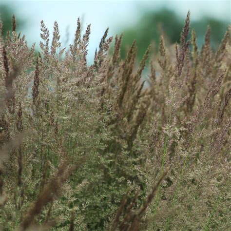 Trzcinnik Ostrokwiatowy Karl Foerster L Calamagrostis Acutiflora