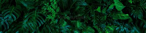 Fundo De Grupo Das Folhas Verdes Escuras Tropicais Monstera Palm