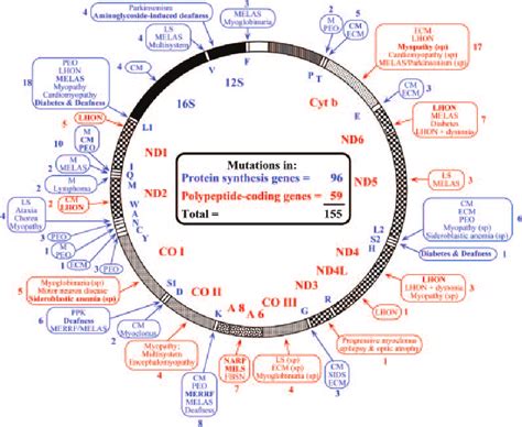 Mitochondrial Dna Map