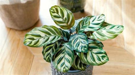 Calathea O Calatea Gu A Completa Para Su Cuidado