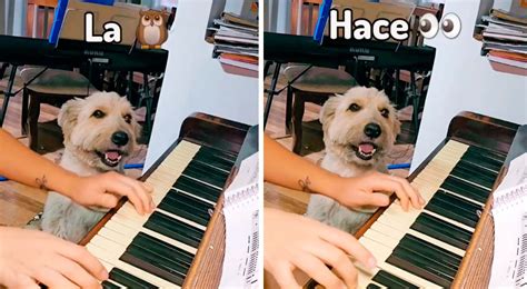 Perrito muestra sus dotes para el canto y escena conmocionó en las