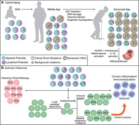 Clonal Hematopoiesis In Relation To Aging And Selective Pressures A