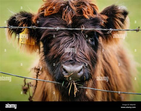 Cute Baby Highland Cow Eating Stock Photo - Alamy