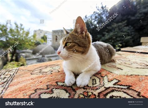 Funny Pussy Cat Stock Photo Shutterstock