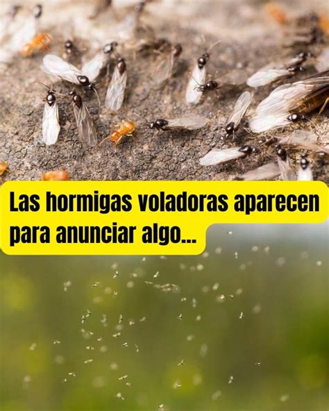 Qu Anuncian Las Hormigas Voladoras Descubre Su Relaci N Con El Clima