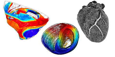 Human body simulation for health research – ApplySci – Deep Tech Health ...