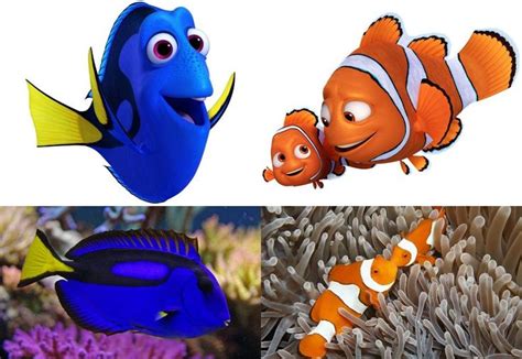 Meet the Real Animals Behind 'Finding Dory' | Dory characters, Blue ...