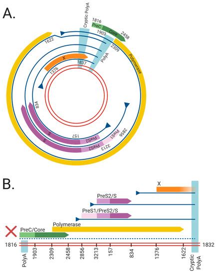 Viruses Free Full Text Hepatitis B Virus Dna Integration In Vitro