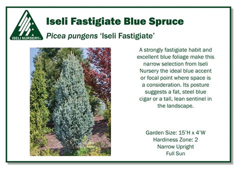 Picea Pungens Iseli Fastigiate Iseli Nursery