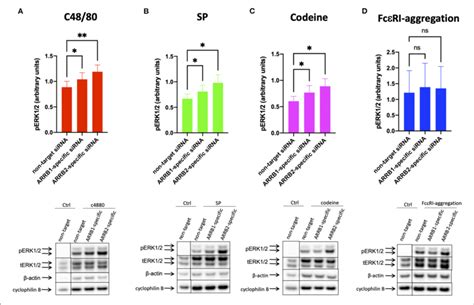 β Arrestin 1 And β Arrestin 2 Interfere With Mrgprx2 Mediated Erk12