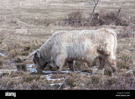 Scotland highland cattle Stock Photo - Alamy