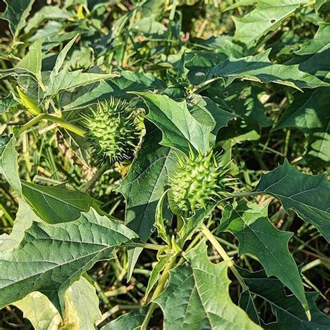 Common Thorn Apple Datura Stramonium Weeds Of Melbourne