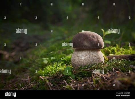 Boletus Edulis Edible Mushroom Boletus Growing In The Central Europe