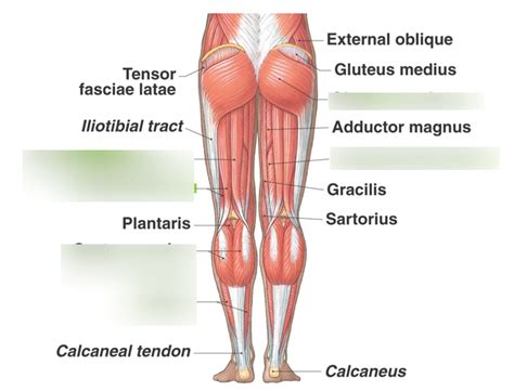 Posterior Leg Muscles Lab Exam Diagram Quizlet