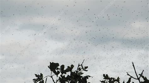 Swarm of insects flying, high speed footage - Stock Video Clip - K011 ...