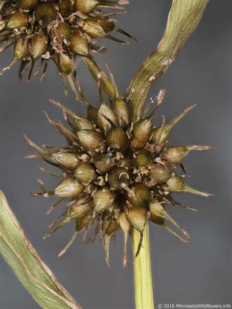 Sparganium Americanum American Bur Reed Minnesota Wildflowers