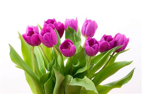 Premium Photo | Purple tulips