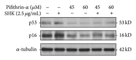 Mediating Effect Of P53 In Shikonin Induced Cell Growth Inhibition