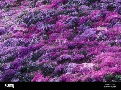 Почвопокровные растения с розовыми цветами - 73 фото