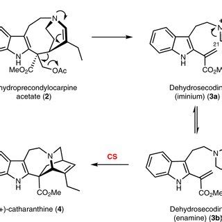 Biosynthesis Of Aspidosperma And Iboga Alkaloids Biosynthesis Begins