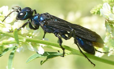 Blue Spider Wasp Chlorion Aerarium Bugguidenet