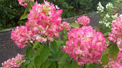 Hydrangea Paniculata Rendia DIAMOND ROUGE Plantentuin Esveld