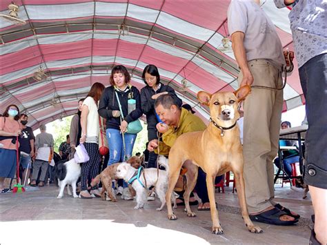 《嘉義》母犬貓絕育手術補助 每隻1500元 生活 自由時報電子報