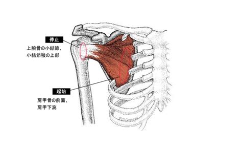 肩甲下筋の作用と役割（起始停止・神経支配・筋トレメニューなどを徹底解剖）