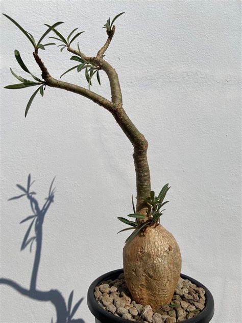 Adenium Somalense Nova Tanzania Furniture Home Living Gardening