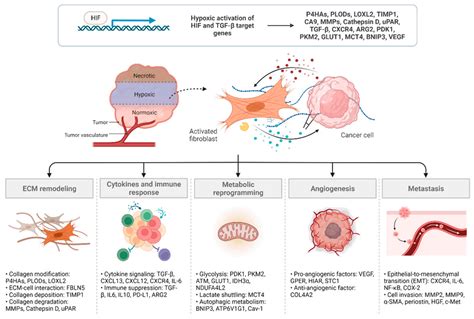 Cancers Free Full Text Cancer Associated Fibroblasts In The Hypoxic