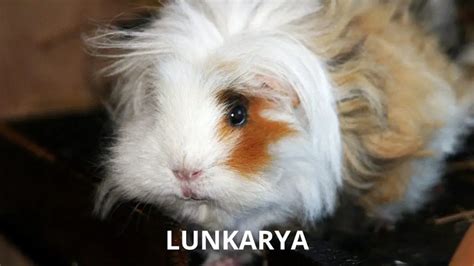 Guinea Pig Breeds Types Traits And Breed Information Guinea Pig Tube