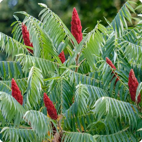 Sumac Tree Seeds Staghorn The Incredible Seed Company Ltd