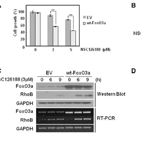 Nsc126188 Induces Apoptosis Of Pc 3 Cells A Structure Of Bsc126188 B