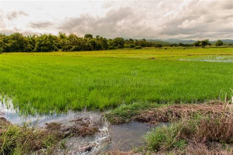 Rice cultivation stock photo. Image of field, food, grow - 116607994