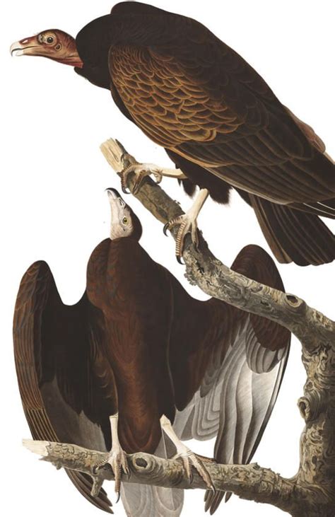 Turkey Buzzard | Birds of america, Audubon birds, Bird poster