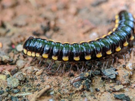 Premium Photo Macro Of Yellow Spotted Millipede Insect On The Ground