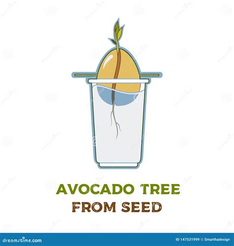 Avocado Tree Vector Growing Guide Poster Green Simple Instruction To