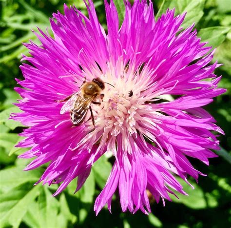 Premium Photo Winged Bee Slowly Flies To The Plant Collect Nectar For