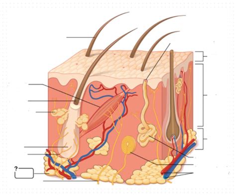 Dermis Diagram Study Flashcards | Quizlet