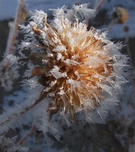 Frozen Fog Photograph by Kae Cheatham - Fine Art America