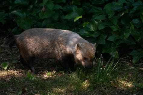 Cute Female Of Bush Dog Between Light And Shadow Stock Image Image Of