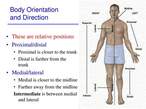 Body Organization And Terminology Ppt Download