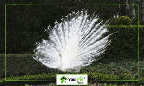 Albino Peacock | Comprehensive Guide - Your Pet Planet